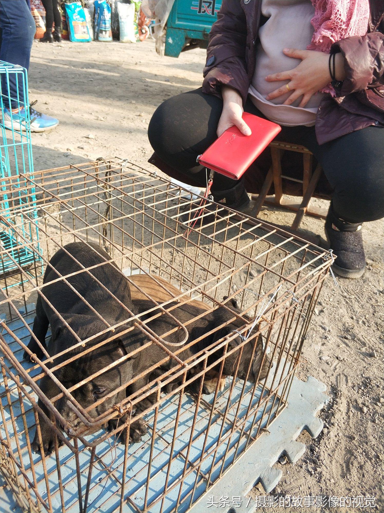 最新比特犬買賣信息，市場趨勢、品種特色與購買指南